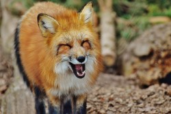 Laughing Fox - Standard